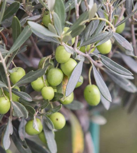 Olive tree branch at evening sunset light.